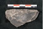 Foto (Detailansicht) von Caulinites otagoicus Ettingshausen (NHMW-GEO-2024-0188-10119)